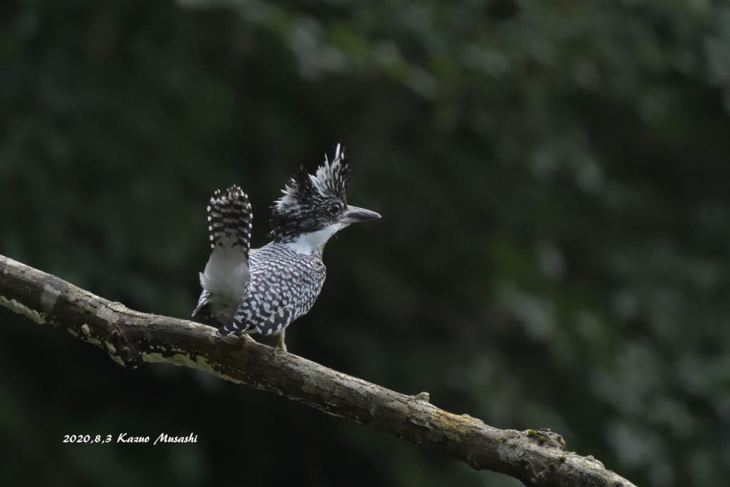 枝に止まったヤマセミの幼鳥です。