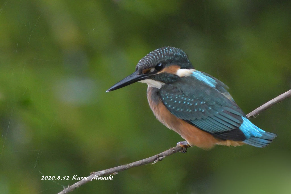 カワセミ、セグロセキレイ、ヤマガラたちです。