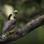 2022年5月25日から31日まで、角田市民センターで開催の野鳥写真展「角田市とその周辺にやって来る野鳥達」に展示する作品です。作品番号５１　ヤマガラ