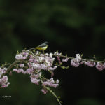 2022年5月25日から31日まで、角田市民センターで開催の野鳥写真展「角田市とその周辺にやって来る野鳥達」に展示する作品です。作品番号４５　キセキレイ