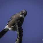 2022年5月25日から31日まで、角田市民センターで開催の野鳥写真展「角田市とその周辺にやって来る野鳥達」に展示する作品です。作品番号１０　カケス