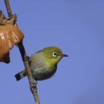 2022年5月25日から31日まで、角田市民センターで開催の野鳥写真展「角田市とその周辺にやって来る野鳥達」に展示する作品です。作品番号59　メジロ