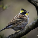 2022年5月25日から31日まで、角田市民センターで開催の野鳥写真展「角田市とその周辺にやって来る野鳥達」に展示する作品です。作品番号33　ミヤマホオジロ