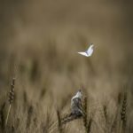 2022年5月25日から31日まで、角田市民センターで開催の野鳥写真展「角田市とその周辺にやって来る野鳥達」に展示する作品です。作品番号17　セッカ