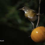 2022年5月25日から31日まで、角田市民センターで開催の野鳥写真展「角田市とその周辺にやって来る野鳥達」に展示する作品です。作品番号４８　アカハラ