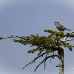 2022年5月25日から31日まで、角田市民センターで開催の野鳥写真展「角田市とその周辺にやって来る野鳥達」に展示する作品です。作品番号29　ウグイス