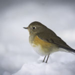 2022年5月25日から31日まで、角田市民センターで開催の野鳥写真展「角田市とその周辺にやって来る野鳥達」に展示する作品です。作品番号83　ルリビタキ♀