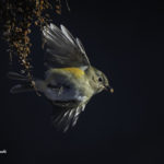 2022年5月25日から31日まで、角田市民センターで開催の野鳥写真展「角田市とその周辺にやって来る野鳥達」に展示する作品です。作品番号86　ルリビタキ♀