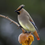 2022年5月25日から31日まで、角田市民センターで開催の野鳥写真展「角田市とその周辺にやって来る野鳥達」に展示する作品です。作品番号４４　ヒレンジャク