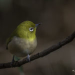 2022年5月25日から31日まで、角田市民センターで開催の野鳥写真展「角田市とその周辺にやって来る野鳥達」に展示する作品です。作品番号63　メジロ