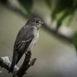 2022年5月25日から31日まで、角田市民センターで開催の野鳥写真展「角田市とその周辺にやって来る野鳥達」に展示する作品です。作品番号12　サメビタキ