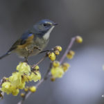 2022年5月25日から31日まで、角田市民センターで開催の野鳥写真展「角田市とその周辺にやって来る野鳥達」に展示する作品です。作品番号77　ルリビタキ♂