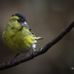 2022年5月25日から31日まで、角田市民センターで開催の野鳥写真展「角田市とその周辺にやって来る野鳥達」に展示する作品です。作品番号16　マヒワ♂