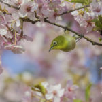 2022年5月25日から31日まで、角田市民センターで開催の野鳥写真展「角田市とその周辺にやって来る野鳥達」に展示する作品です。作品番号62　メジロ
