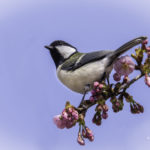 2022年5月25日から31日まで、角田市民センターで開催の野鳥写真展「角田市とその周辺にやって来る野鳥達」に展示する作品です。作品番号５０　シジュウカラ