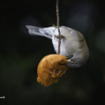 2022年5月25日から31日まで、角田市民センターで開催の野鳥写真展「角田市とその周辺にやって来る野鳥達」に展示する作品です。作品番号26　シロハラ