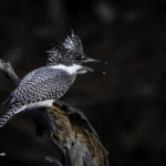 2022年5月25日から31日まで、角田市民センターで開催の野鳥写真展「角田市とその周辺にやって来る野鳥達」に展示する作品です。作品番号68　ヤマセミ