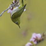 2022年5月25日から31日まで、角田市民センターで開催の野鳥写真展「角田市とその周辺にやって来る野鳥達」に展示する作品です。作品番号67　メジロ