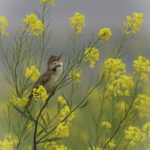 2022年5月25日から31日まで、角田市民センターで開催の野鳥写真展「角田市とその周辺にやって来る野鳥達」に展示する作品です。作品番号９　オオヨシキリ