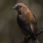 2022年5月25日から31日まで、角田市民センターで開催の野鳥写真展「角田市とその周辺にやって来る野鳥達」に展示する作品です。作品番号７　イスカ♂