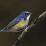 2022年5月25日から31日まで、角田市民センターで開催の野鳥写真展「角田市とその周辺にやって来る野鳥達」に展示する作品です。作品番号75　ルリビタキ♂