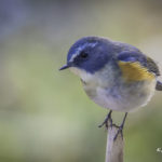 2022年5月25日から31日まで、角田市民センターで開催の野鳥写真展「角田市とその周辺にやって来る野鳥達」に展示する作品です。作品番号79　ルリビタキ♂