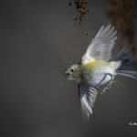 2022年5月25日から31日まで、角田市民センターで開催の野鳥写真展「角田市とその周辺にやって来る野鳥達」に展示する作品です。作品番号85　ルリビタキ♀