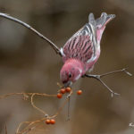 2022年5月25日から31日まで、角田市民センターで開催の野鳥写真展「角田市とその周辺にやって来る野鳥達」に展示する作品です。作品番号14　オオマシコ♂