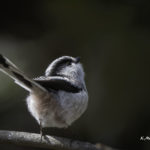 2022年5月25日から31日まで、角田市民センターで開催の野鳥写真展「角田市とその周辺にやって来る野鳥達」に展示する作品です。作品番号52　エナガ