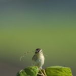 2022年5月25日から31日まで、角田市民センターで開催の野鳥写真展「角田市とその周辺にやって来る野鳥達」に展示する作品です。作品番号３　セッカ