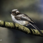 2022年5月25日から31日まで、角田市民センターで開催の野鳥写真展「角田市とその周辺にやって来る野鳥達」に展示する作品です。作品番号56　エナガの幼鳥