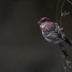 2022年5月25日から31日まで、角田市民センターで開催の野鳥写真展「角田市とその周辺にやって来る野鳥達」に展示する作品です。作品番号２　オオマシコ