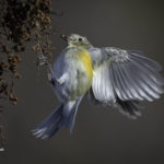 2022年5月25日から31日まで、角田市民センターで開催の野鳥写真展「角田市とその周辺にやって来る野鳥達」に展示する作品です。作品番号82　ルリビタキ♀