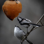2022年5月25日から31日まで、角田市民センターで開催の野鳥写真展「角田市とその周辺にやって来る野鳥達」に展示する作品です。作品番号54　エナガ