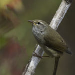 2022年5月25日から31日まで、角田市民センターで開催の野鳥写真展「角田市とその周辺にやって来る野鳥達」に展示する作品です。作品番号31　ウグイス