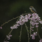 2022年5月25日から31日まで、角田市民センターで開催の野鳥写真展「角田市とその周辺にやって来る野鳥達」に展示する作品です。作品番号23　モズ