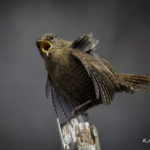 2022年5月25日から31日まで、角田市民センターで開催の野鳥写真展「角田市とその周辺にやって来る野鳥達」に展示する作品です。作品番号６　ミソサザイ