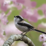 2022年5月25日から31日まで、角田市民センターで開催の野鳥写真展「角田市とその周辺にやって来る野鳥達」に展示する作品です。作品番号57　エナガ