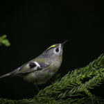 2022年5月25日から31日まで、角田市民センターで開催の野鳥写真展「角田市とその周辺にやって来る野鳥達」に展示する作品です。作品番号４６　キクイタダキ