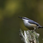 2022年5月25日から31日まで、角田市民センターで開催の野鳥写真展「角田市とその周辺にやって来る野鳥達」に展示する作品です。作品番号13　ゴジュウカラ