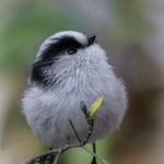 2022年5月25日から31日まで、角田市民センターで開催の野鳥写真展「角田市とその周辺にやって来る野鳥達」に展示する作品です。作品番号53　エナガ