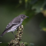 2022年5月25日から31日まで、角田市民センターで開催の野鳥写真展「角田市とその周辺にやって来る野鳥達」に展示する作品です。作品番号15　エゾビタキ