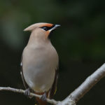 2022年5月25日から31日まで、角田市民センターで開催の野鳥写真展「角田市とその周辺にやって来る野鳥達」に展示する作品です。作品番号４７　キレンジャク