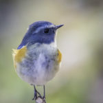 2022年5月25日から31日まで、角田市民センターで開催の野鳥写真展「角田市とその周辺にやって来る野鳥達」に展示する作品です。作品番号78　ルリビタキ