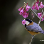 2022年5月25日から31日まで、角田市民センターで開催の野鳥写真展「角田市とその周辺にやって来る野鳥達」に展示する作品です。作品番号20　ヤマガラ
