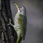 2022年5月25日から31日まで、角田市民センターで開催の野鳥写真展「角田市とその周辺にやって来る野鳥達」に展示する作品です。作品番号18　アオゲラ