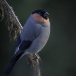 2022年5月25日から31日まで、角田市民センターで開催の野鳥写真展「角田市とその周辺にやって来る野鳥達」に展示する作品です。作品番号４２　ウソ♂