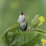 2022年5月25日から31日まで、角田市民センターで開催の野鳥写真展「角田市とその周辺にやって来る野鳥達」に展示する作品です。作品番号８　オオヨシキリ