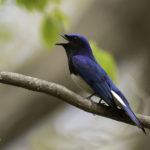 2022年5月25日から31日まで、角田市民センターで開催の野鳥写真展「角田市とその周辺にやって来る野鳥達」に展示する作品です。作品番号４３　オオルリ♂