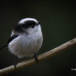 2022年5月25日から31日まで、角田市民センターで開催の野鳥写真展「角田市とその周辺にやって来る野鳥達」に展示する作品です。作品番号55　エナガ